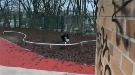 DUMPERT Je Hond Trainen In De Stad