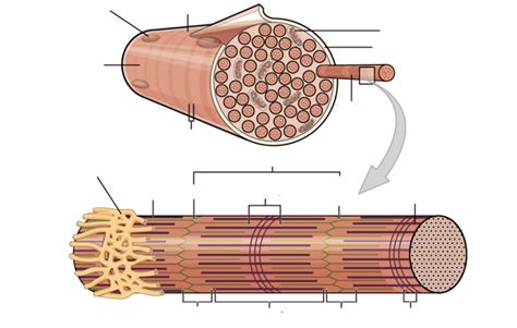 skeletal muscle cell Diagram | Quizlet