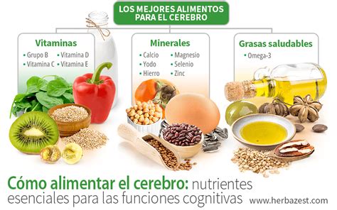 Cómo alimentar el cerebro nutrientes esenciales para las funciones