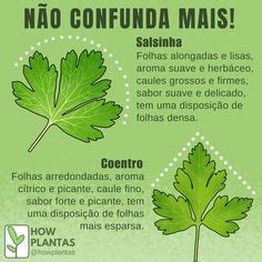 Salsa E Salsinha É A Mesma Coisa