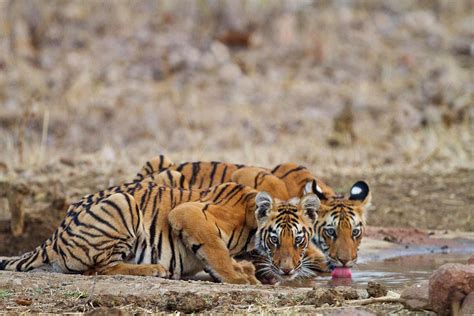 Royal Bengal Tiger Cubs Photograph by Jagdeep Rajput - Fine Art America