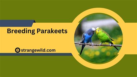 Breeding Parakeets? Step-By-Step Guide And Answers