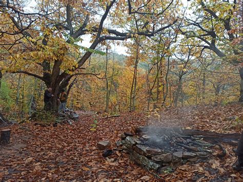 Piantare Alberi A Distanza L Idea Regalo Ecologica Di Treedom Vanity