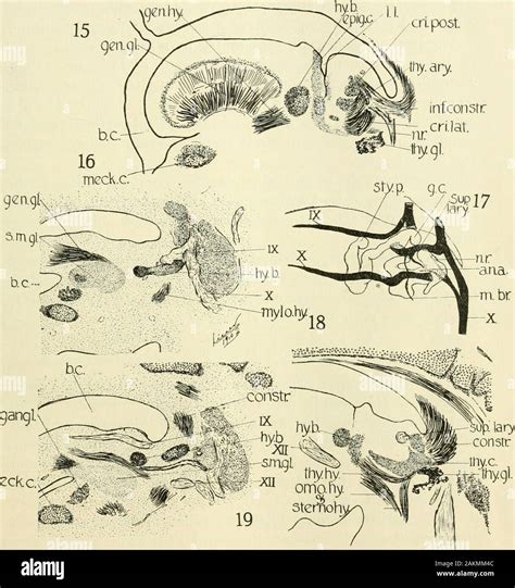 The American Journal Of Anatomy 14 44 M Lisser Fig 15 Sagittal