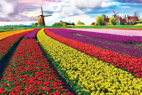 Tulip Field - Netherlands - Athena Posters