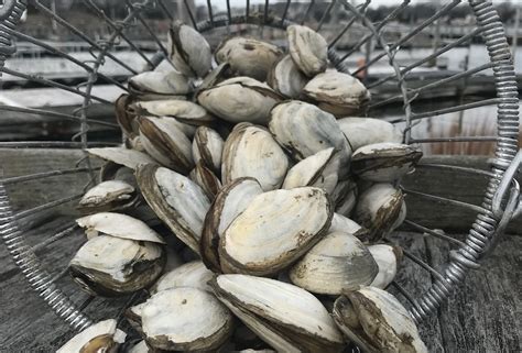 Trustees Approve Special Season for Soft Clam Harvesting - East Hampton ...