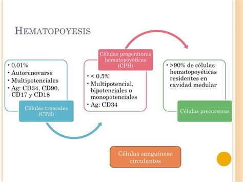 Ppt Hematopoyesis Powerpoint Presentation Id