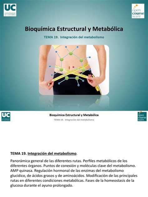 Tema 19 Integracion Del Metabolismo Pdf Glucógeno Química De Carbohidratos