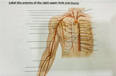 Arteries Of The Right Upper Limb And Thorax Diagram Quizlet