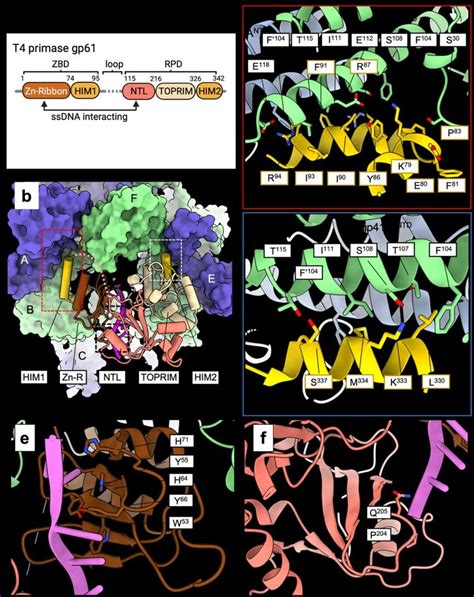 Interaction Of The Gp61 Primase With The Active And Closed Ring Gp41