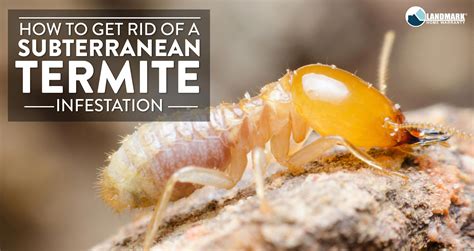 Learn How To Get Rid Of A Subterranean Termite Infestation In Your Home Termitetreatment