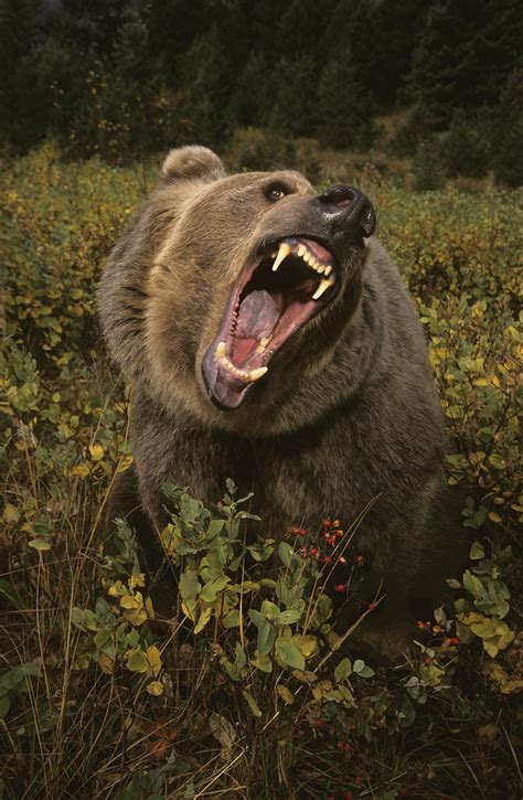 Roaring Grizzly Bear Photograph by Rebecca Grambo