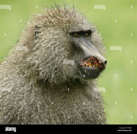 Baboon face hi-res stock photography and images - Alamy