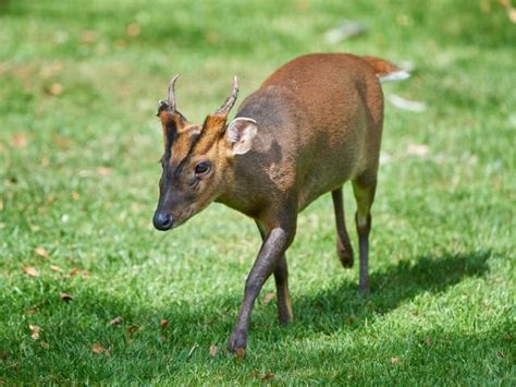 Muntjac Deer Species Facts And Information About Muntjac Deer