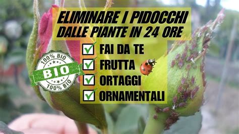 Eliminare Gli Afidi Dalle Piante In Ore Con Un Prodotto Biologico