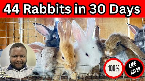 How To Get More Than 30 Rabbits In 30 Days Rabbit Farming In Uganda