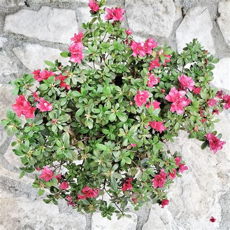 Azalea Lat Rhododendron Indicum Bloom A Thon Hot Pink