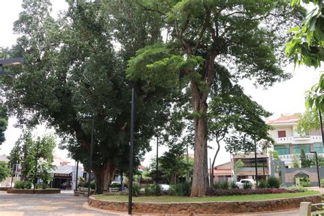 Mogi Mirim SP Praça Floriando Peixoto Jardim Velho