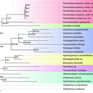 Phylogenetic Tree Based On The Concatenated Dataset COI 16S 18S