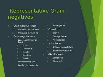 Gram Negative Infections BIOL204 by Q College | TPT