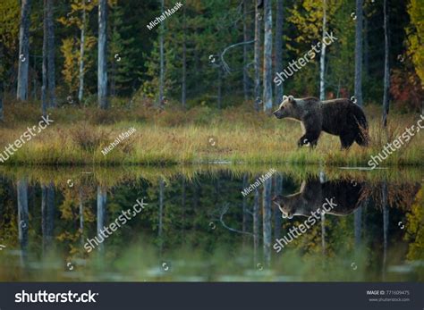 Brown Bear Finnish Countryside Autumn Finland Stock Photo 771609475 | Shutterstock