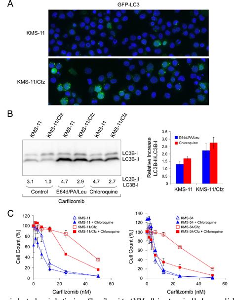 Figure 5 From Anatomy And Regenerative Biology Faculty Publications