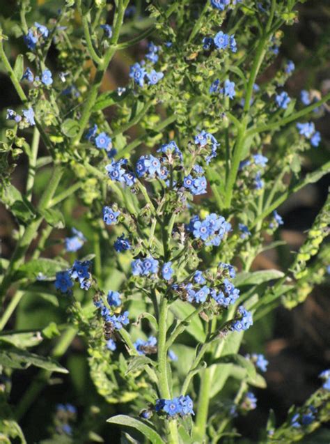 Forget Me Not Chinese Firmament Indigo Blue Seeds The Seed Collection