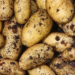 Potato Scab: Symptoms, Treatment and Control | Planet Natural ...