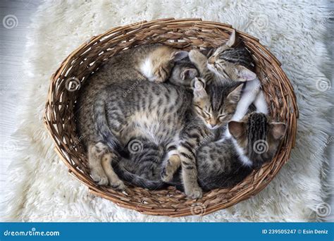 Cute Kittens Sleeping in a Basket Stock Image - Image of rest, comfort ...