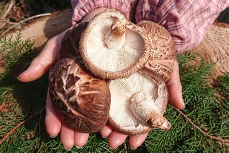 Shiitake Mushroom Farming On The Kunisaki Peninsula Delicious Organic