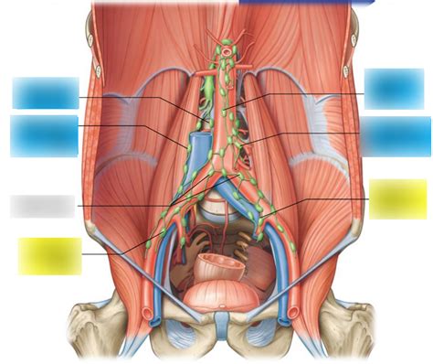 L Gross Anatomy Of The Ureter Diagram Quizlet