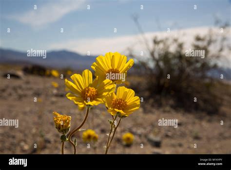 Death Valley California Usa 12th Mar 2016 A Rare Super Bloom