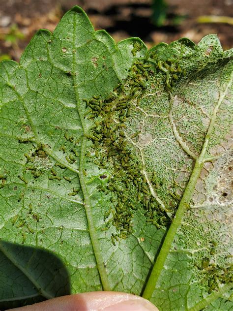 What Is Eating My Okra Plant Leaves at Sandra Herring blog