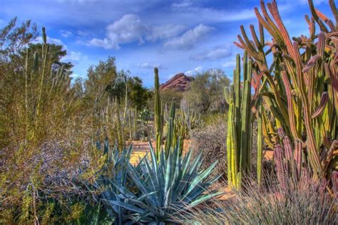 Wonders of Nature at the Desert Botanical Garden - Traveling with Sweeney