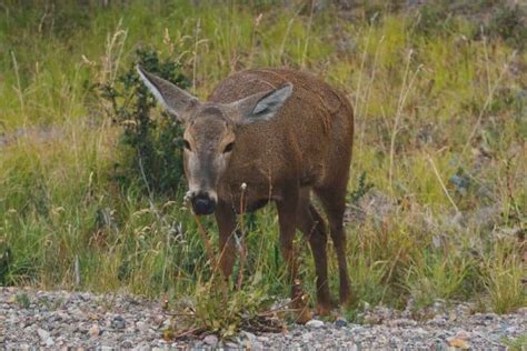 The Red Brocket Deer - Deer and Forests