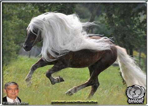 Brown Horse with White Mane and Tail | Pretty horses, Horses, Horse breeds