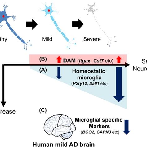 A Schematic Illustration For The Microglial Signature And Their Download Scientific Diagram