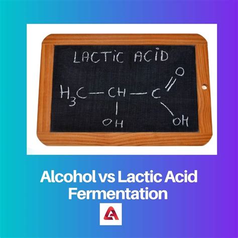 Alcohol Vs Lactic Acid Fermentation Difference And Comparison