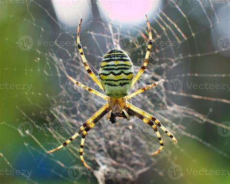 A Aranha Vespa Se Tornou A Aranha Do Ano Em 2001 Em Um Prado No Jardim