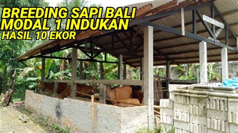 Breeding Sapi Bali Modal 1 Indukan Hasil 10 Ekor Youtube