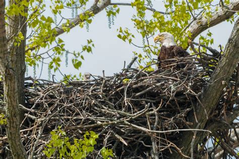 Sky Sentinel Bald Eagle — Southern Wisconsin Bird Alliance