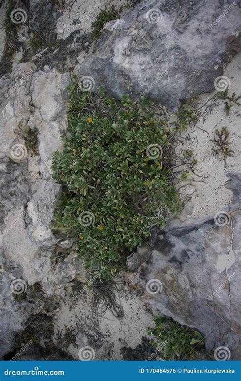 Mexican Succulents Growing on the Rocks at the Coast, Isla Mujeres ...