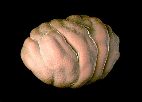 Unlocking The Survival Secrets Of Tardigrades The Extraordinary