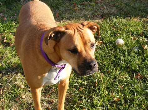 Brown And White Pitbull Boxer Mix 15 Best Images About Pit Bull Boxer