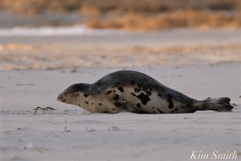 Harp Seal Juvenile Gloucester Massachusetts Copyright Kim Smith 21