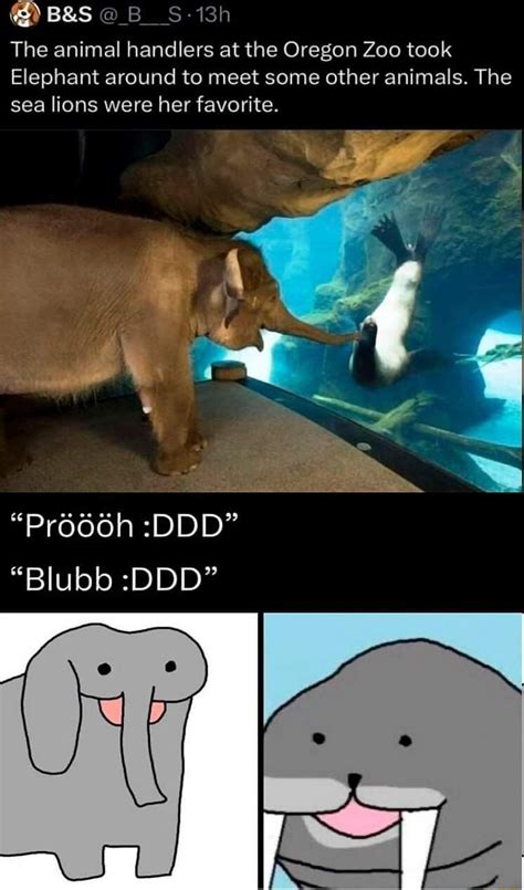 Funny Elephants Memes