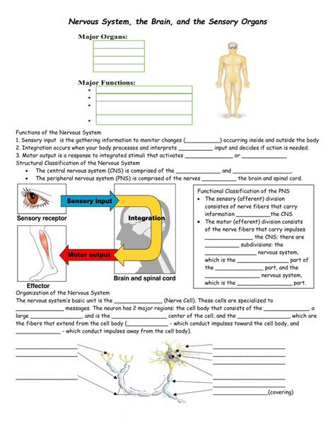 Pdf Nervous System The Brain And The Sensory Organs€¦ · Nervous