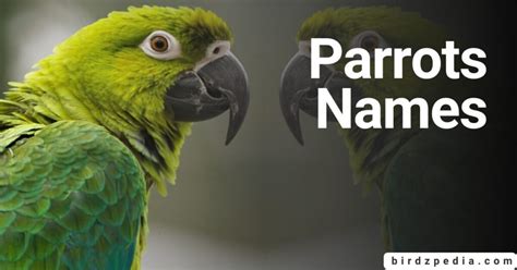 NAMES FOR PARROTS: Identification and Meanings