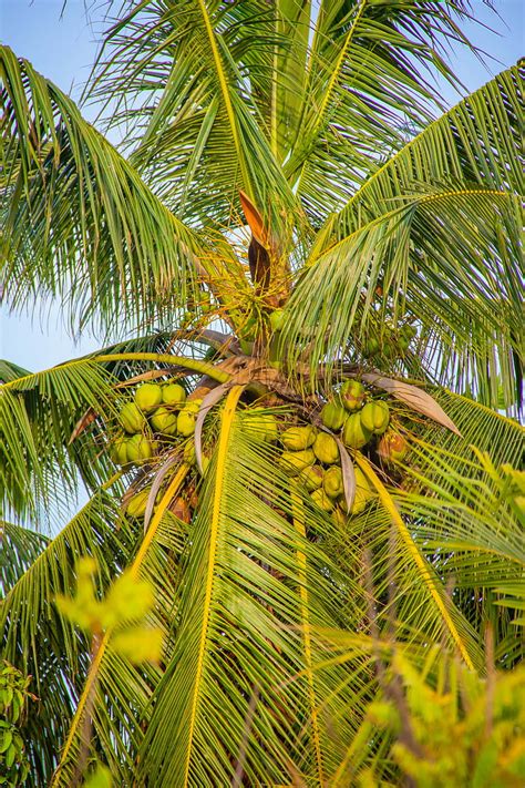 Coconut Palm Tree Coconutpalmtree Coconuttree Island Maldives