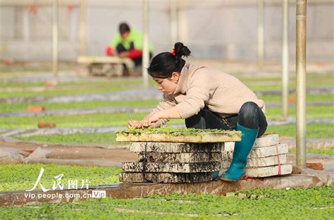 湖南新田：人勤春早间苗忙大棚村民新田县